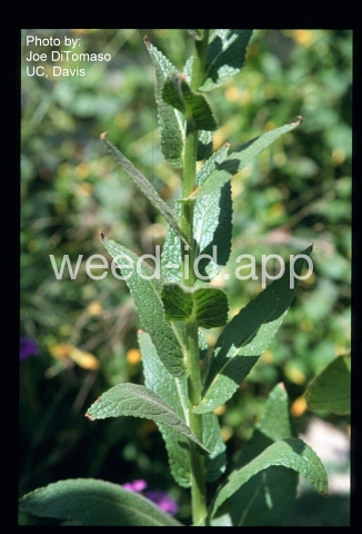 mullein, purplestamen